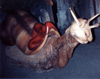 [Image of Racing Snail (from Neverending Story)]